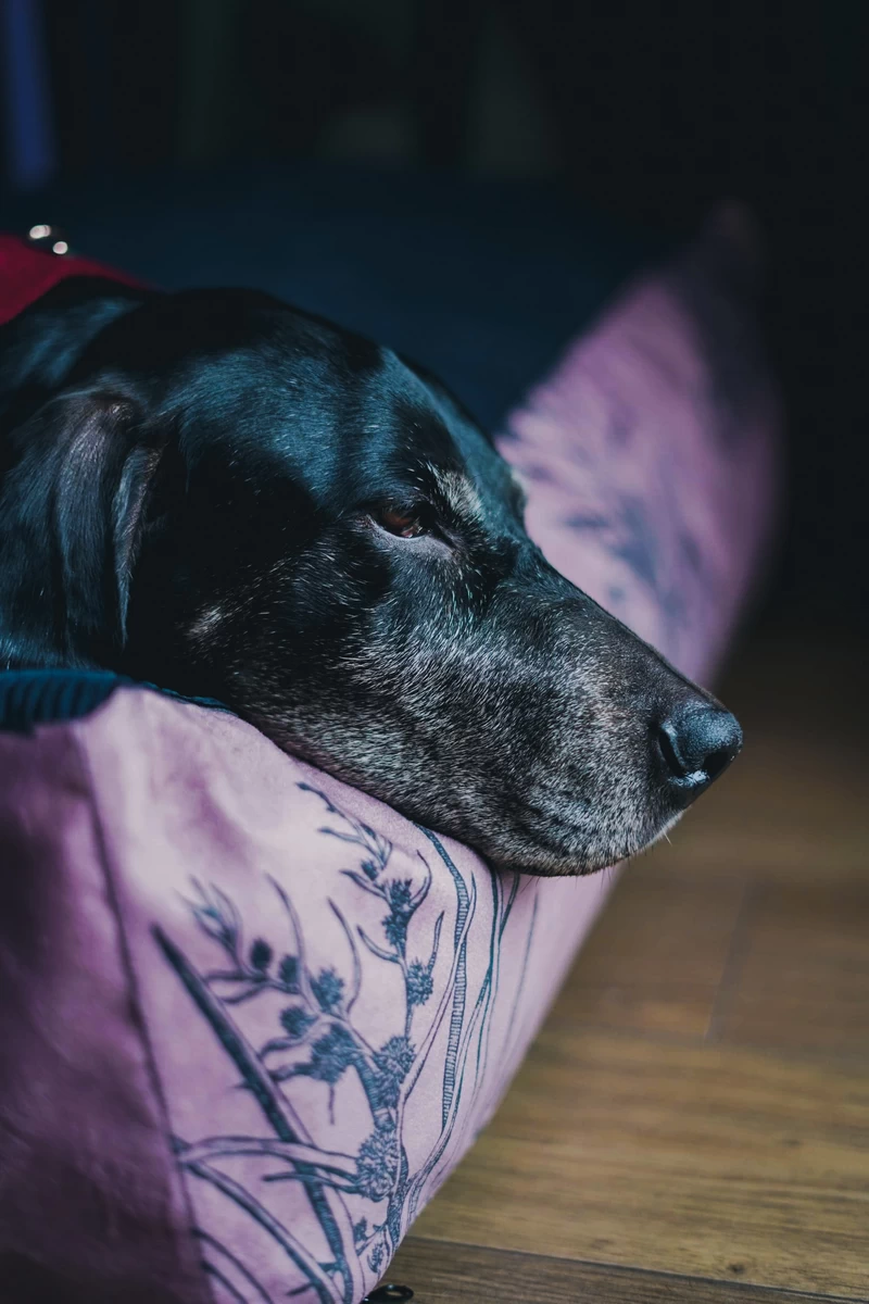 legowisko-dogahead-lullaby-botanica