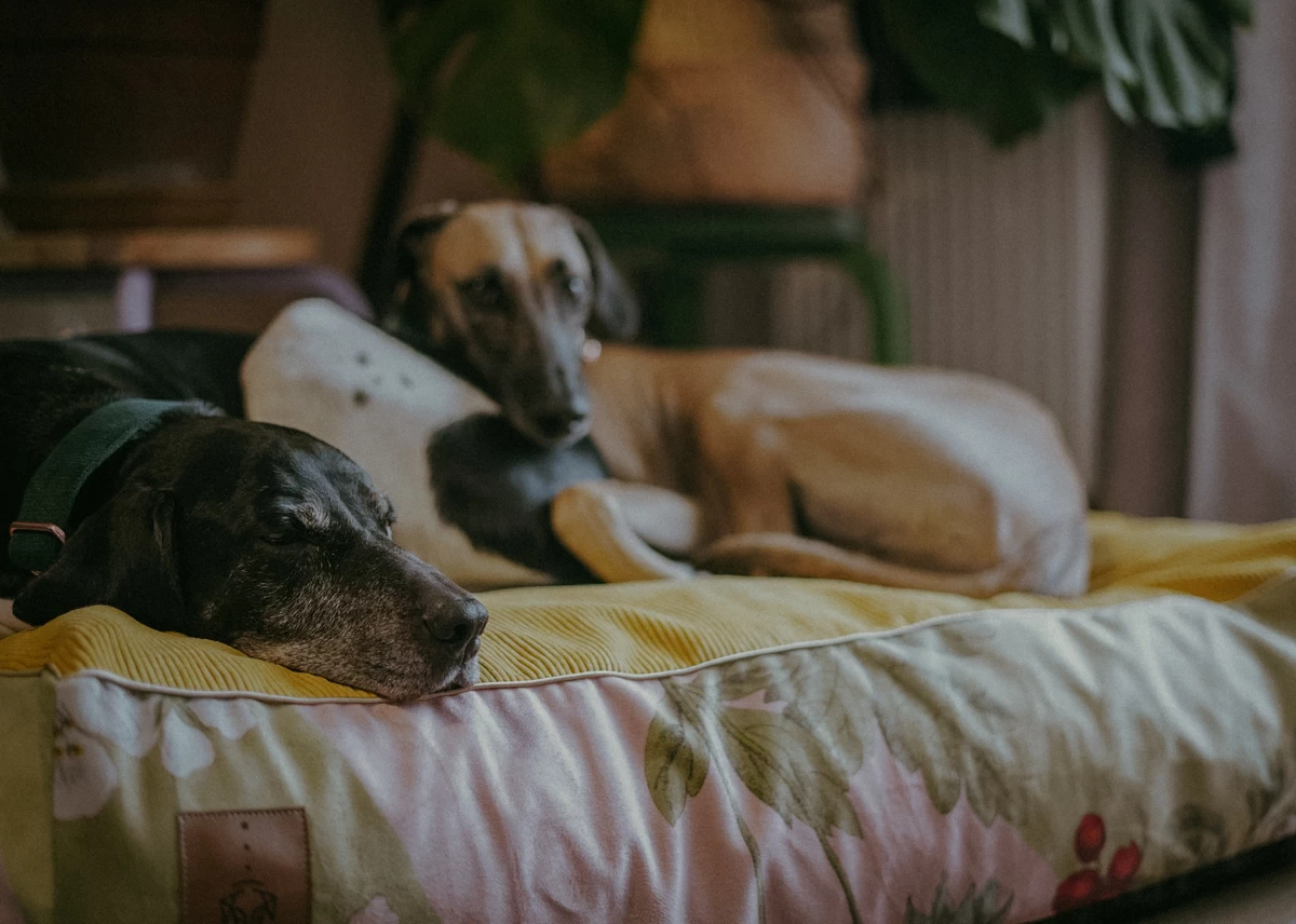 legowisko-dogahead-lullaby-herbarium