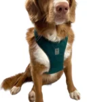 dog-ahead-szelki-bezuciskowe-velvet-boho-green-04.webp