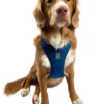 dog-ahead-szelki-bezuciskowe-velvet-navy-06.webp