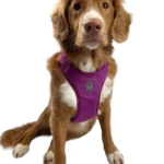 dog-ahead-szelki-bezuciskowe-velvet-purple-rain-05.webp