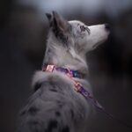 AlicjaZmyslowska-1117S-DOGAHEAD-—-kopia.jpg