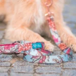 DOG-AHEAD-Kolekcja-SEPTEMBER