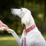 Dog-Ahead-Kolekcja-Velvet-Desert-Rose