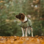 DOG-AHEAD-Softshell-dla-psa-PSYCHO-FOREST (4)