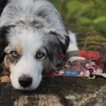 DOG-AHEAD-smycz-przepinana-ROMANCE-02-cropped