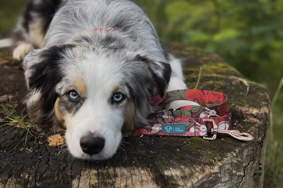 DOG-AHEAD-smycz-przepinana-ROMANCE-02-cropped