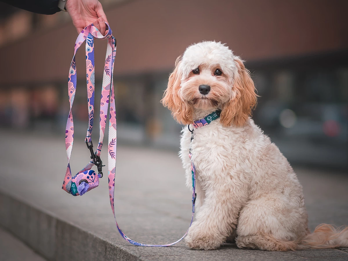 DOG-AHEAD-LOOKBOOK-kolekcja-CANDY-JUNGLE