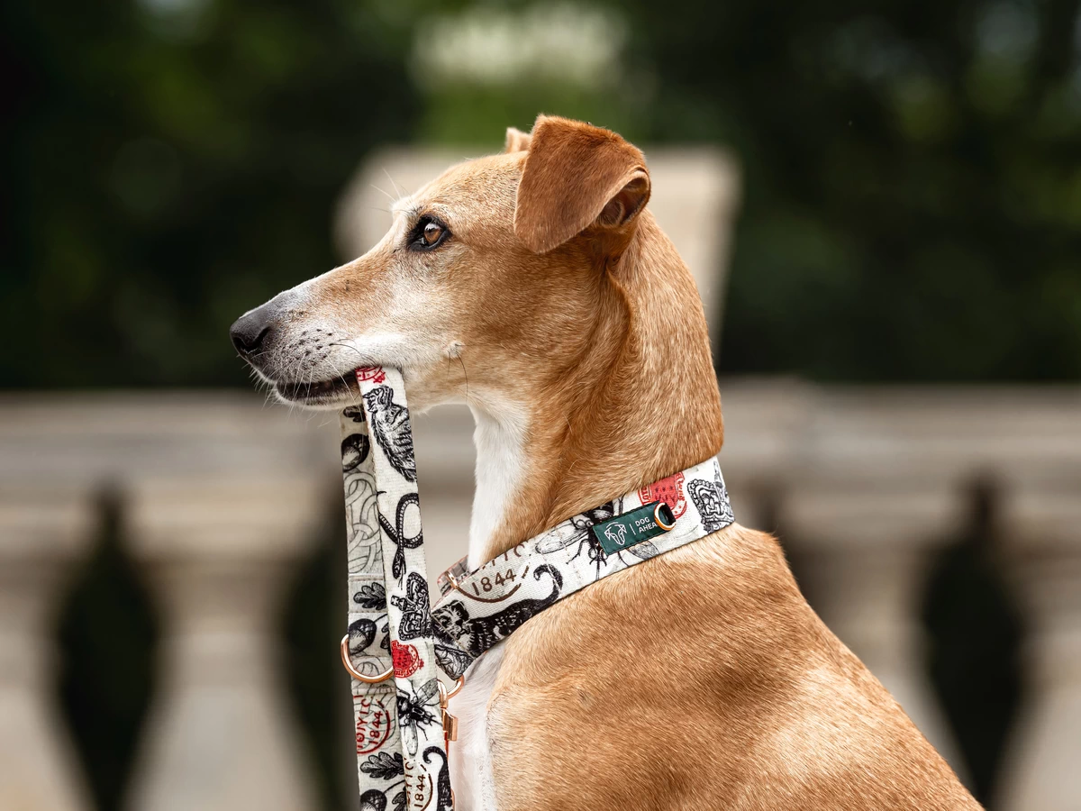 DOG-AHEAD-KOLEKCJA-ROYAL