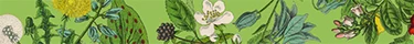 Herbarium Image