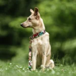 DOG-AHEAD-obroża-dla-chartów-JAVA-DAY-kolekcja-12