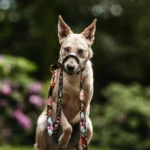 DOG-AHEAD-smycz-miejska-JAVA-kolekcja-05