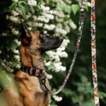 DOG-AHEAD-smycz-przepinana-JAVA-kolekcja-01