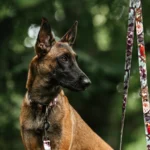 DOG-AHEAD-smycz-przepinana-JAVA-kolekcja-02