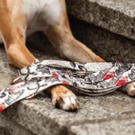 DOG-AHEAD-smycz-przepinana-ROYAL