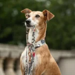 DOG-AHEAD-smycz-przepinana-ROYAL
