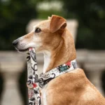 DOG-AHEAD-smycz-przepinana-ROYAL