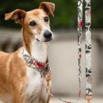 DOG-AHEAD-smycz-przepinana-ROYAL-kolekcja-05