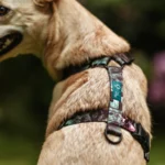 DOG-AHEAD-szelki-guard-JAVA-NIGHT-kolekcja-01