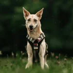 DOG-AHEAD-szelki-Offroad-Countryside-03