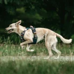 DOG-AHEAD-szelki-Offroad-Java-01