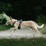 DOG-AHEAD-szelki-Offroad-Java-02