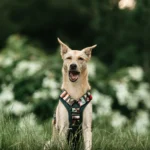 DOG-AHEAD-szelki-Offroad-Java-03
