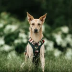 DOG-AHEAD-szelki-Offroad-Java-04