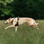 DOG-AHEAD-szelki-Offroad-Psycho-Forest-02