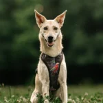 DOG-AHEAD-szelki-bezuciskowe-Java-01