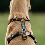 DOG-AHEAD-szelki-bezuciskowe-Java-03