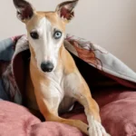 DOG-AHEAD-Legowisko-norka-VELVET-SEPTEMBER (4)