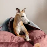 DOG-AHEAD-Legowisko-norka-VELVET-SEPTEMBER (5)