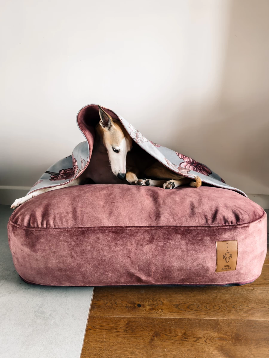 DOG-AHEAD-legowisko-norka-SEPTEMBER