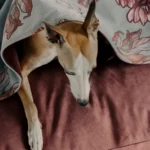 DOG-AHEAD-legowisko-norka-SEPTEMBER