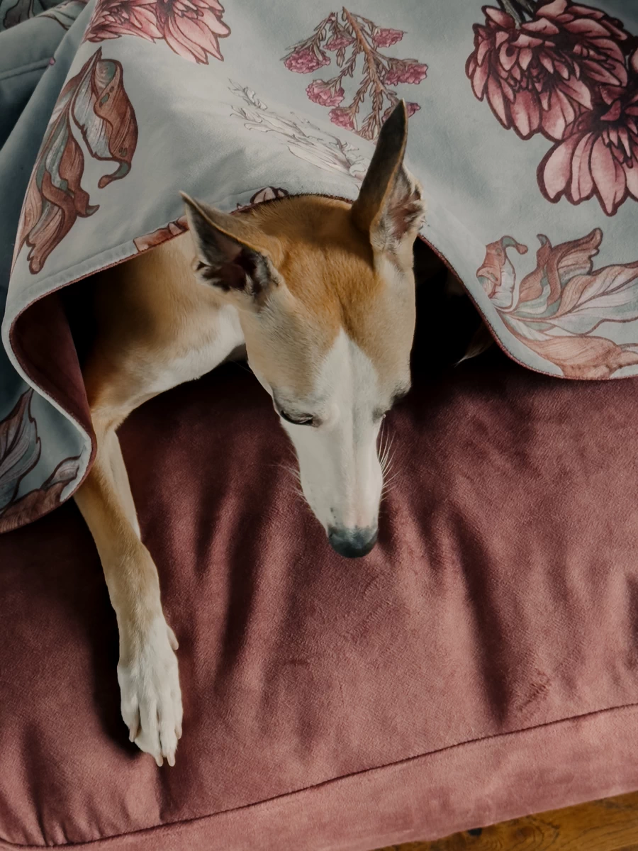 DOG-AHEAD-legowisko-norka-SEPTEMBER