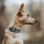 DOG-AHEAD-obroża-dla-charta-SKY-DAY