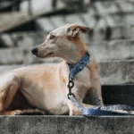 DOG-AHEAD-obroża-dla-charta-SKY-NIGHT