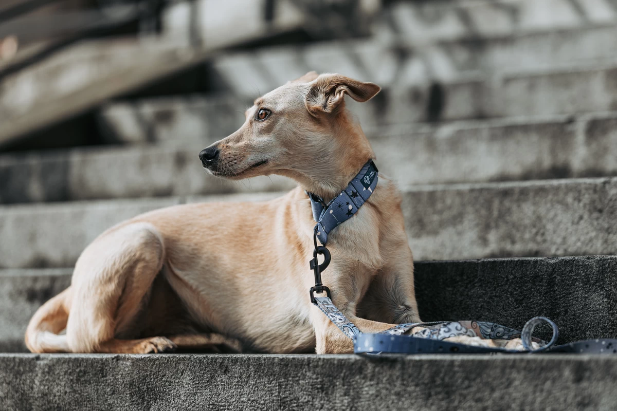 DOG-AHEAD-obroża-dla-charta-SKY-NIGHT