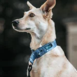 DOG-AHEAD-obroża-dla-charta-SKY-NIGHT