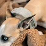 DOG-AHEAD-obroża-dla-chartów-SOFT-RETRO-MINT-LEMONADE-10