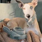 DOG-AHEAD-obroża-dla-chartów-SOFT-RETRO-MINT-LEMONADE-11