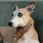 DOG-AHEAD-obroża-dla-chartów-SOFT-RETRO-TEDDY-BEAR