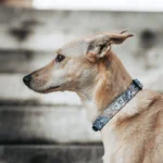 DOG-AHEAD-obroża-z-klamrą-SKY-DAY-01