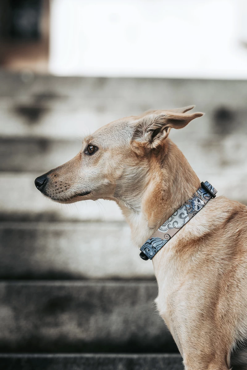 DOG-AHEAD-obroża-z-klamrą-SKY-DAY-01