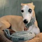 DOG-AHEAD-smycz-miejska-SOFT-RETRO-MINT-LEMONADE-10