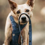 DOG-AHEAD-smycz-przepinana-SKY-02