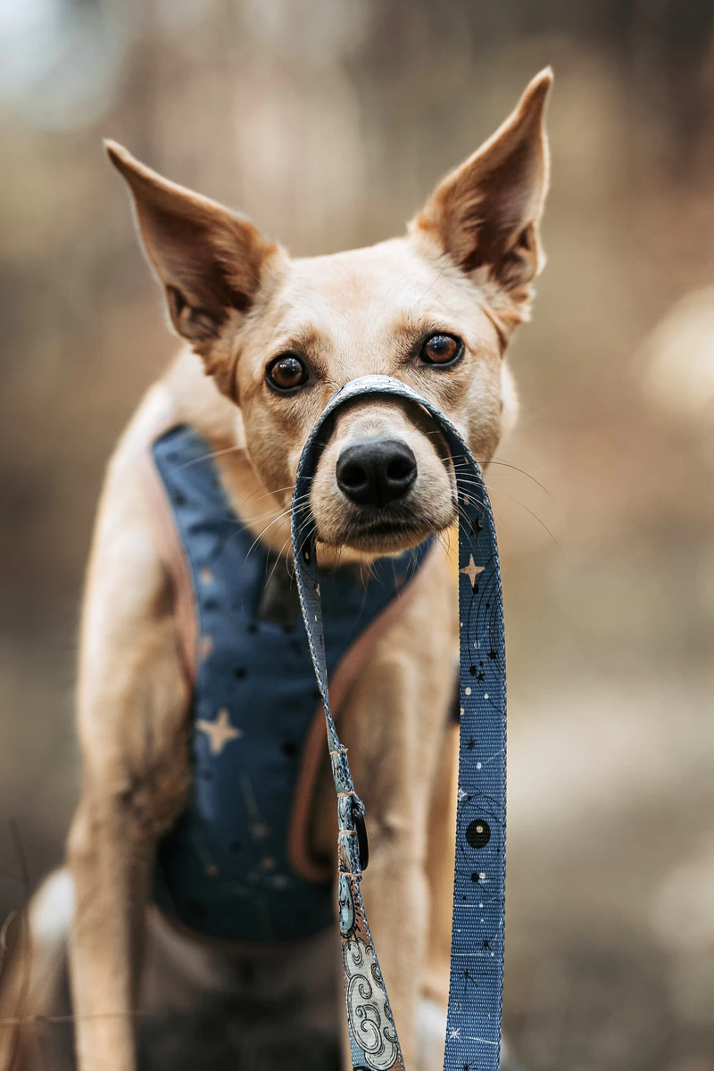 DOG-AHEAD-smycz-przepinana-SKY-02
