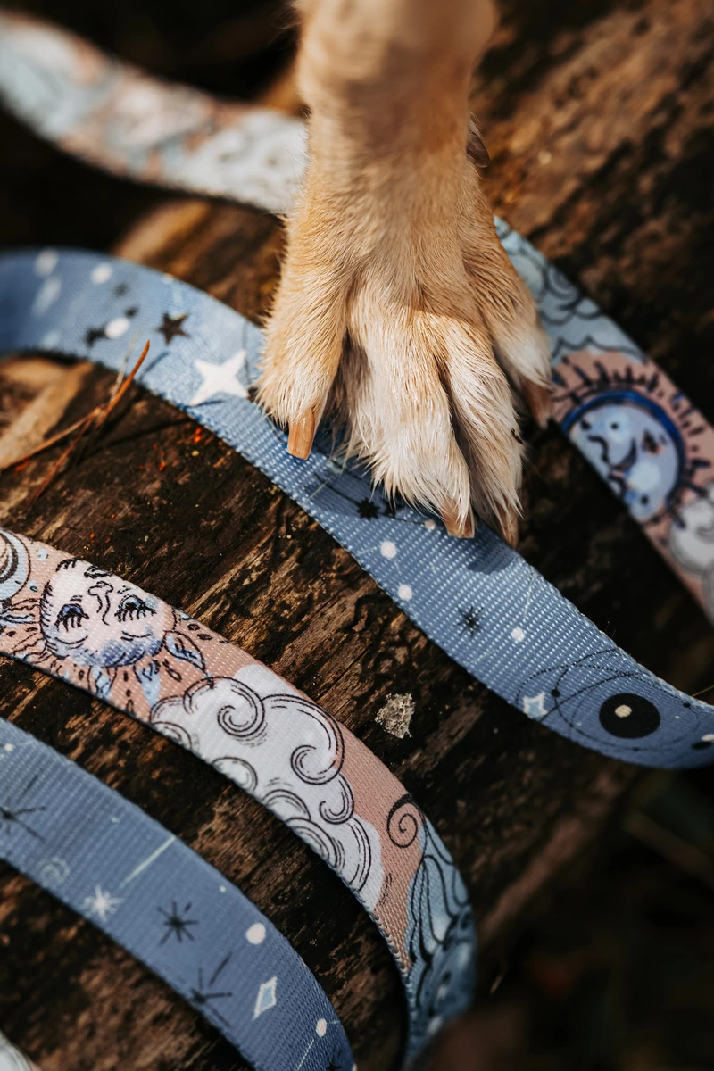 DOG-AHEAD-smycz-przepinana-SKY-05