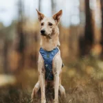 DOG-AHEAD-szelki-bezuciskowe-SKY